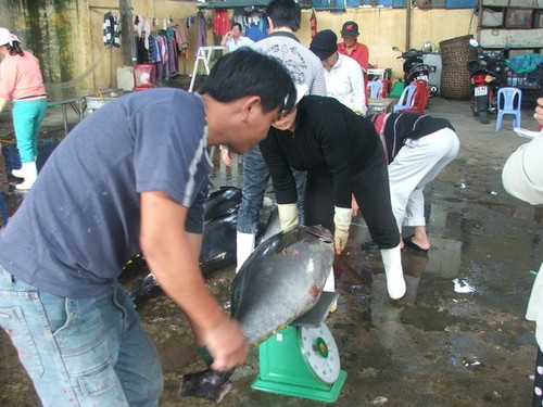 Phu Yen führt Pilotmodell für Produktion von Thunfisch nach Wertschöpfungskette durch - ảnh 1